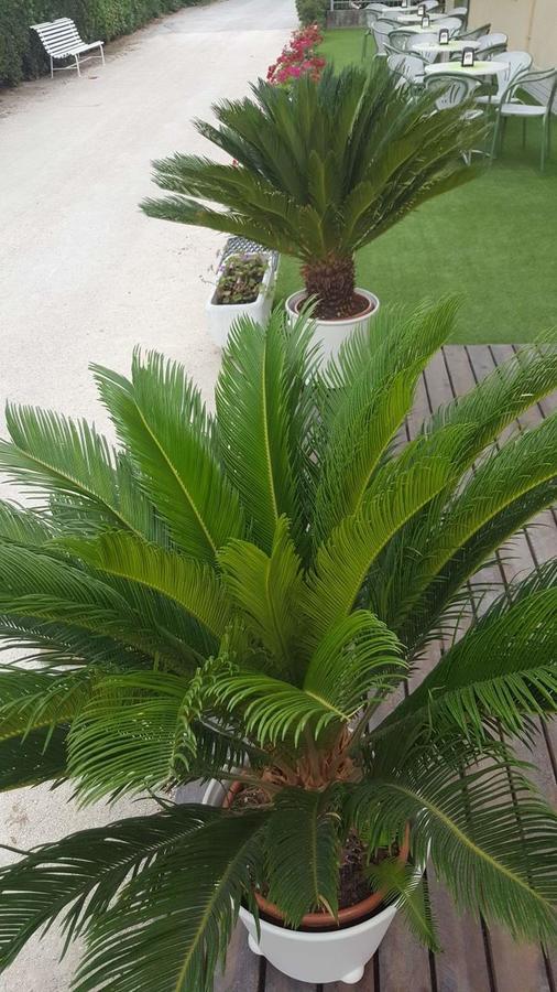 Hotel Villa Cesira Bellaria-Igea Marina Bagian luar foto